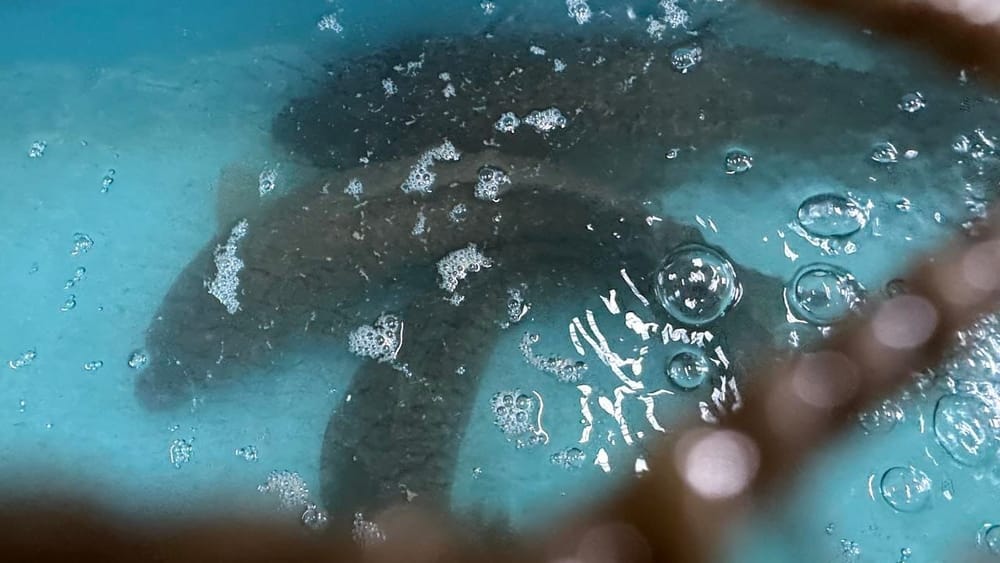 В Узгене запустили цех по разведению 15 млн мальков карпа и сазана в год изображение публикации