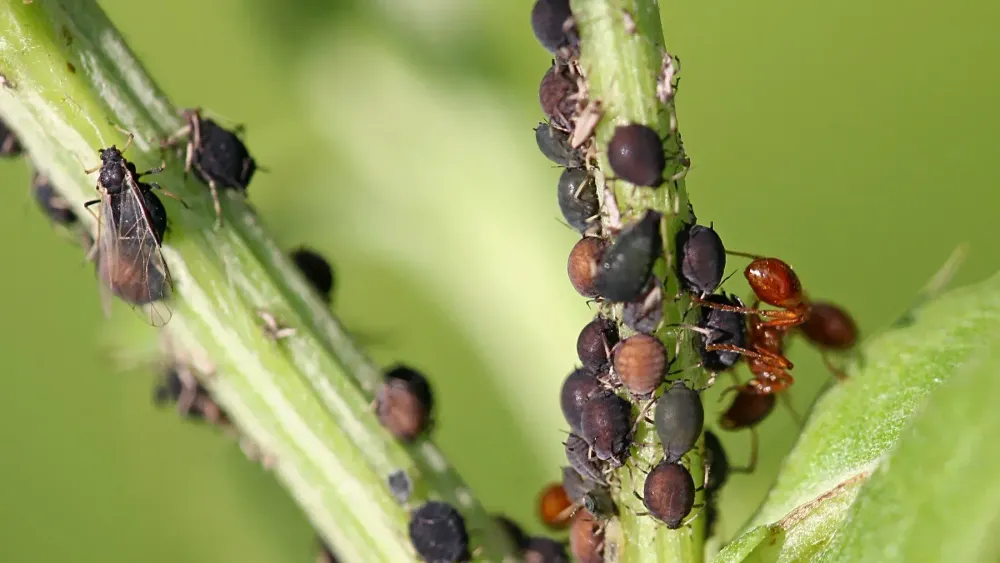 Какие химсредства надо использовать для защиты растений от вредителей? Советы Минсельхоза изображение публикации