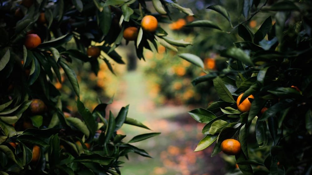 В КР стартовали агро-испытания цитрусовых и оливковых культур изображение публикации