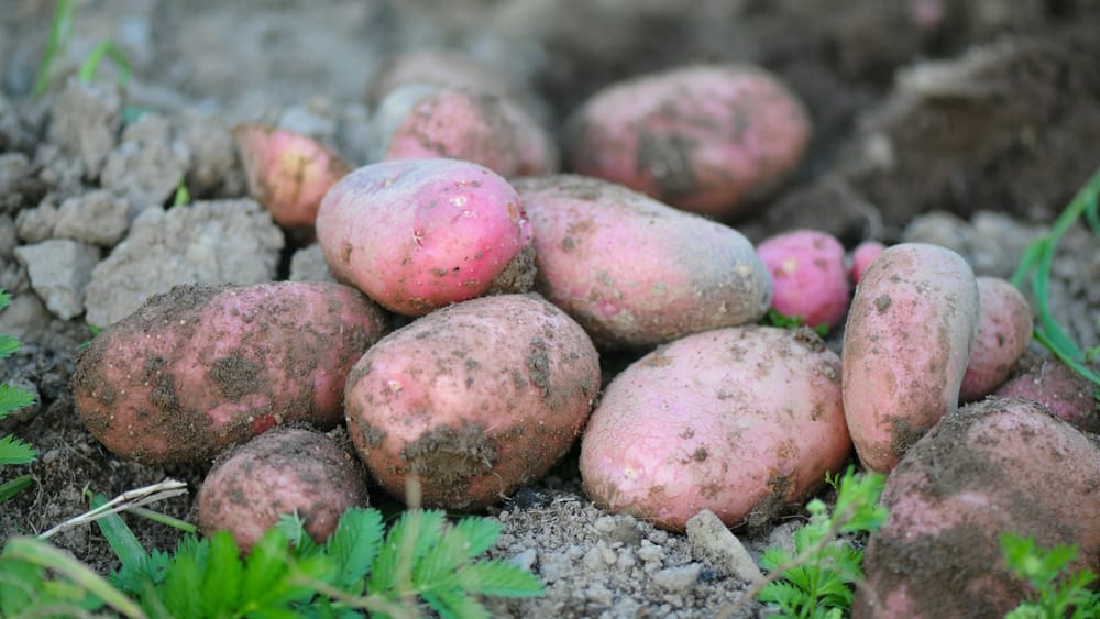 Россия и Казахстан увеличат беспошлинный импорт картофеля — решение ЕЭК изображение публикации