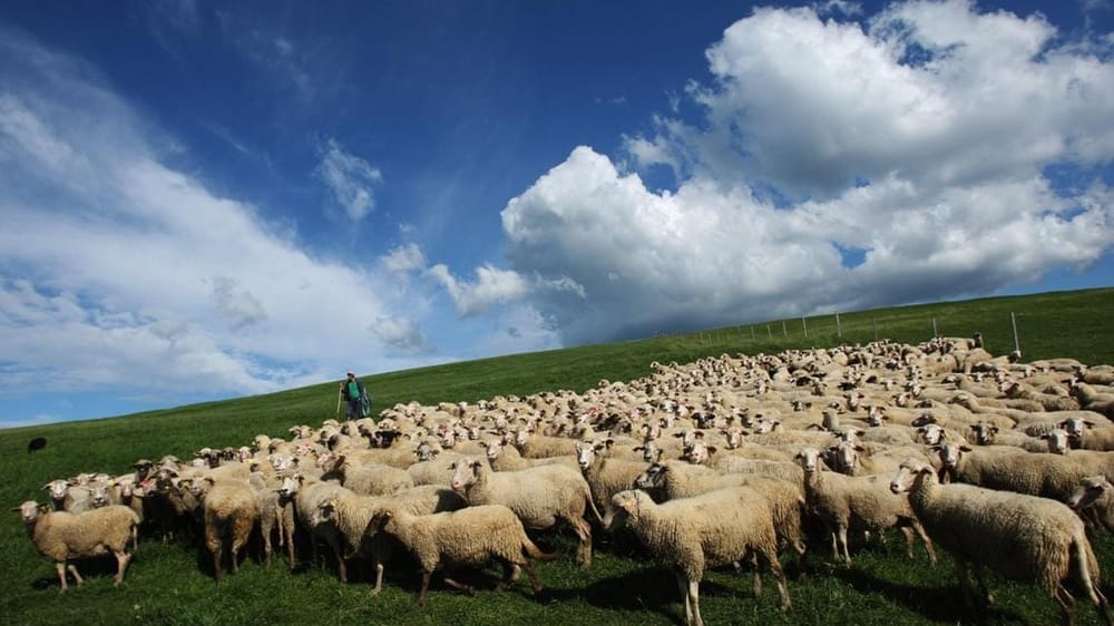 На восстановление деградированных пастбищ в КР выделят 3.5 млрд сомов изображение публикации