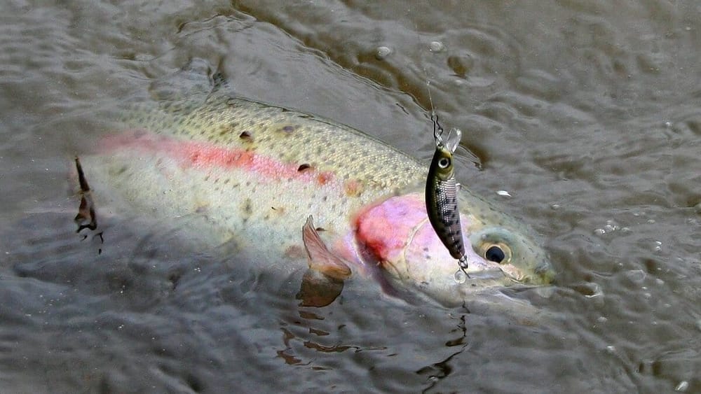 До конца 2025 года в Таласской области запретили ловить рыбу в горных реках изображение публикации