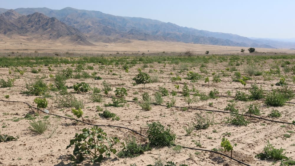 До 2028 года в Кеминском районе появится виноградник на 38 гектарах изображение публикации