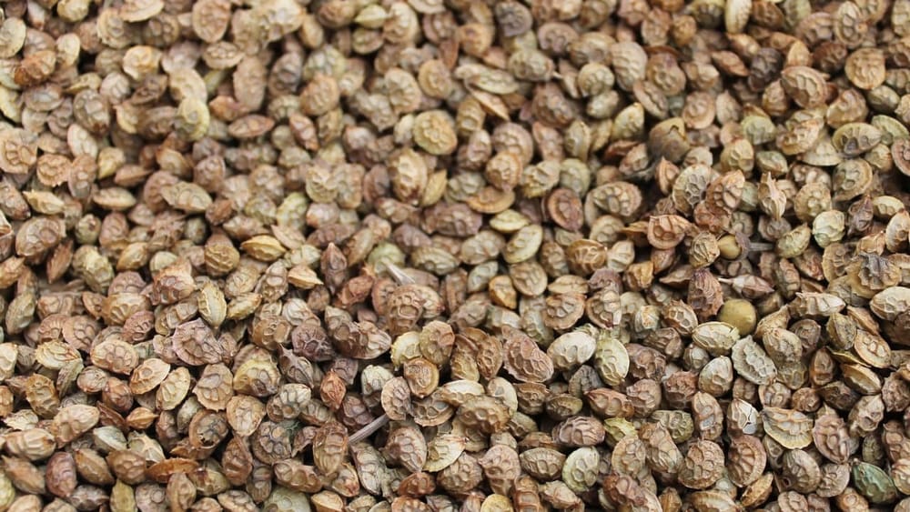 Минсельхоз КР закупит 173 тонны семян пастбищных трав почти на 50 млн сомов изображение публикации