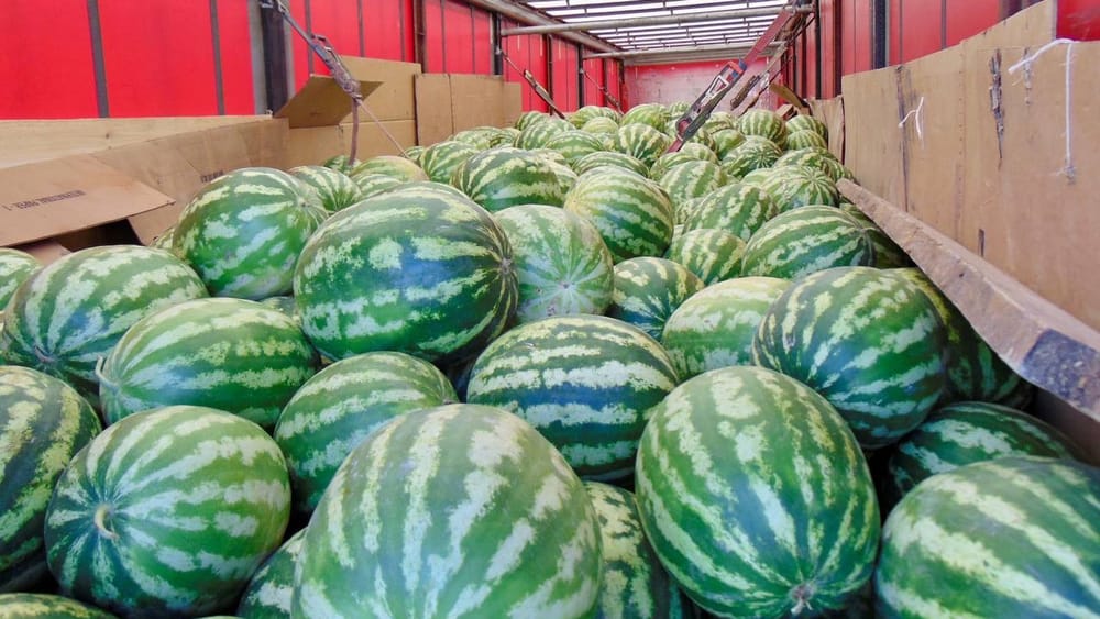 В Кыргызстане усилили контроль за импортом арбузов и дынь изображение публикации