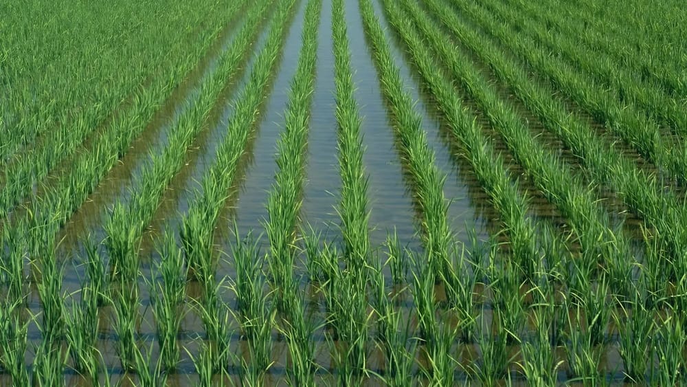 В Жогорку Кенеше раскритиковали тарифы на полив рисовых полей изображение публикации