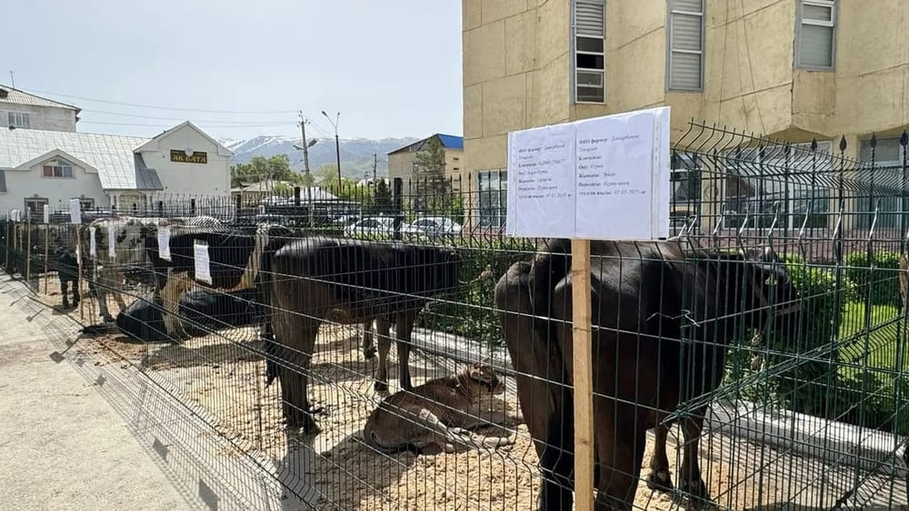 В КР более 27 тысяч коров осеменили за пять месяцев — Минсельхоз изображение публикации