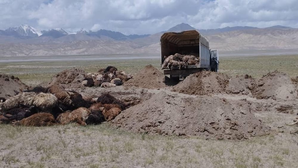 Дикие животные атаковали скот в горах Иссык-Куля — уничтожено более 330 голов изображение публикации
