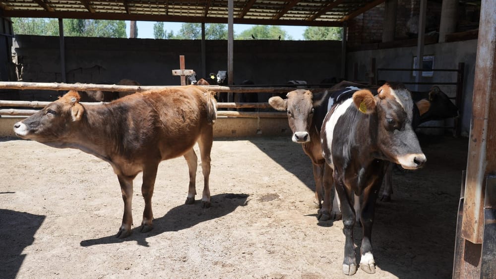 В Чуйской области разработали инновационный метод животноводства без выпаса скота изображение публикации