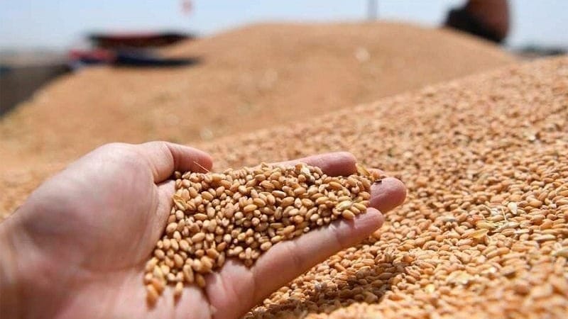 Засуха и рост цен на зерно могут затормозить экономику Кыргызстана — ЕАБР изображение публикации