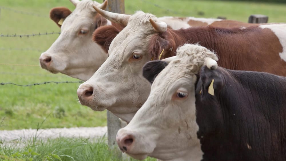 Фермерам в КР начали выдавать элитный семенной материал быков из Европы изображение публикации