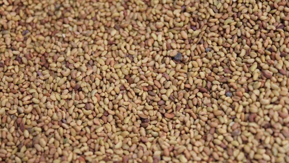 Кыргызстан начал экспорт семян люцерны: первые 40 тонн отправили в Россию изображение публикации