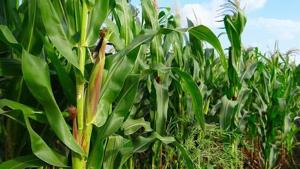 В Таласе высадили высокоурожайную кукурузу в рамках проекта «3+2» изображение публикации