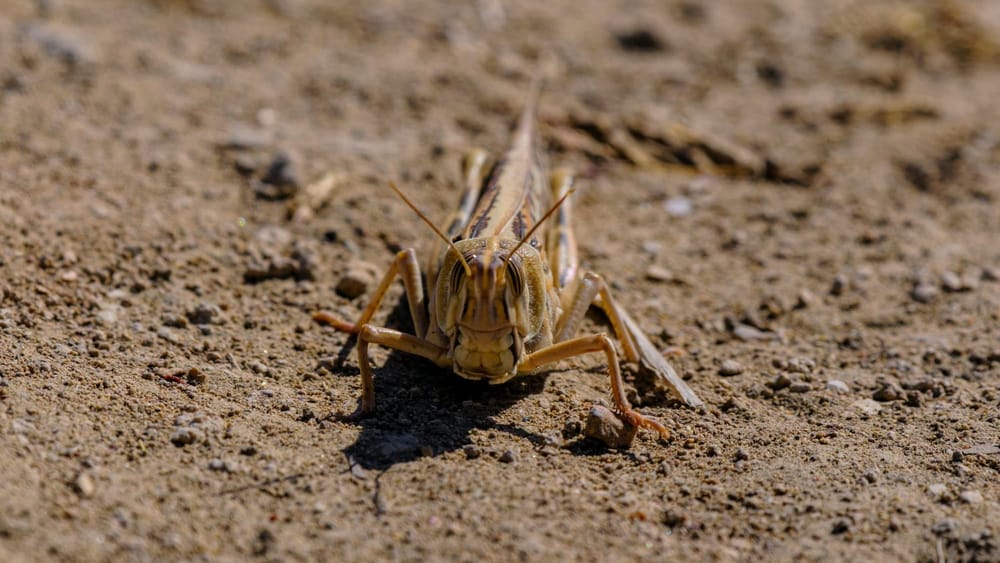 В Кыргызстане от саранчи обработали свыше 74 тысяч га угодий изображение публикации