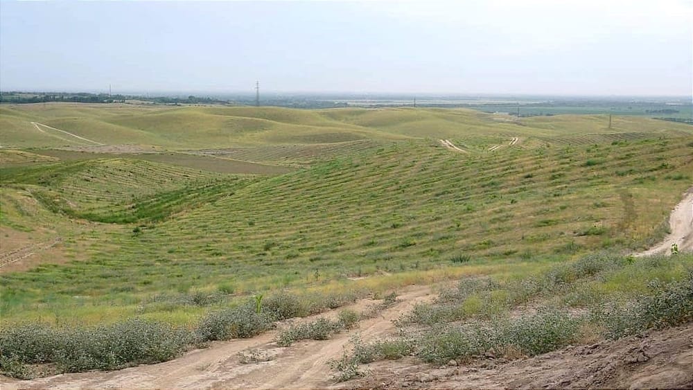 Минсельхоз намерен освоить малопродуктивные пастбища – как их получить изображение публикации