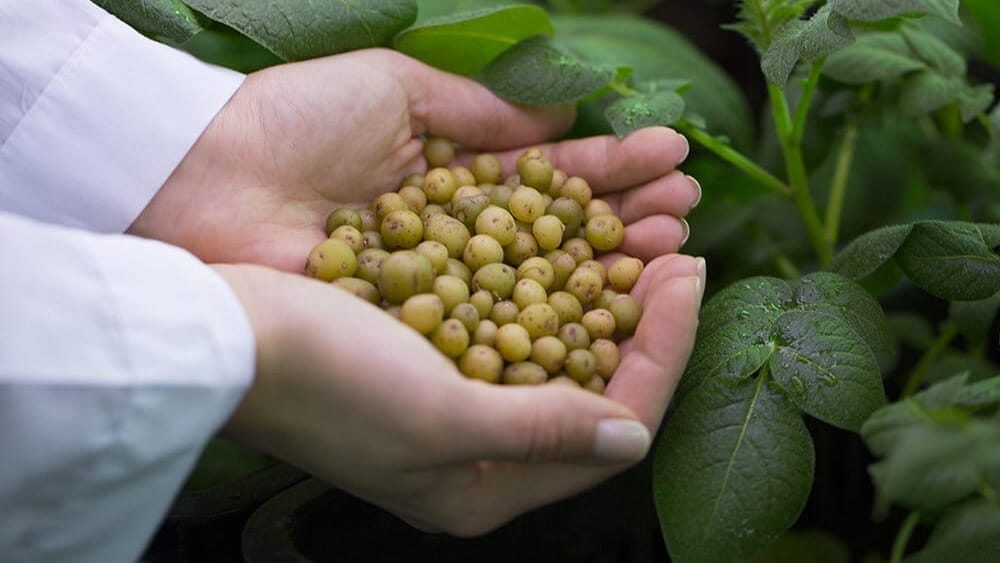 Фермеры Кыргызстана еще месяц могут ввозить семена картофеля без пошлины изображение публикации