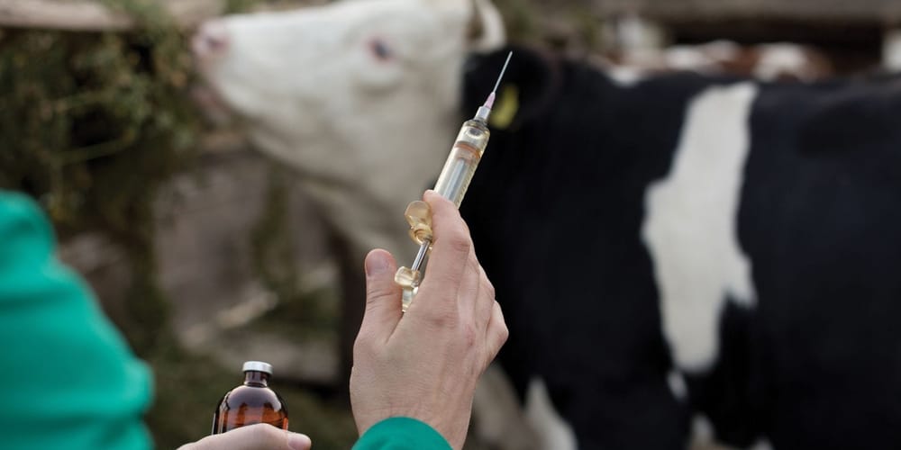 Ветслужба при Минсельхозе КР закупит вакцины на 127 млн сомов изображение публикации