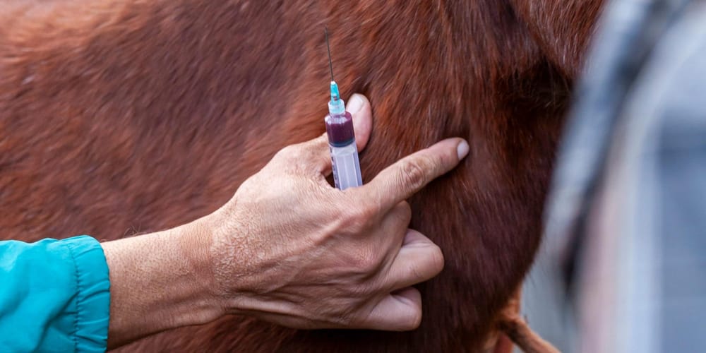 Вакцинация домашнего скота перевыполнена на 21% — в Минсельхозе заслушали отчет за полугодие изображение публикации