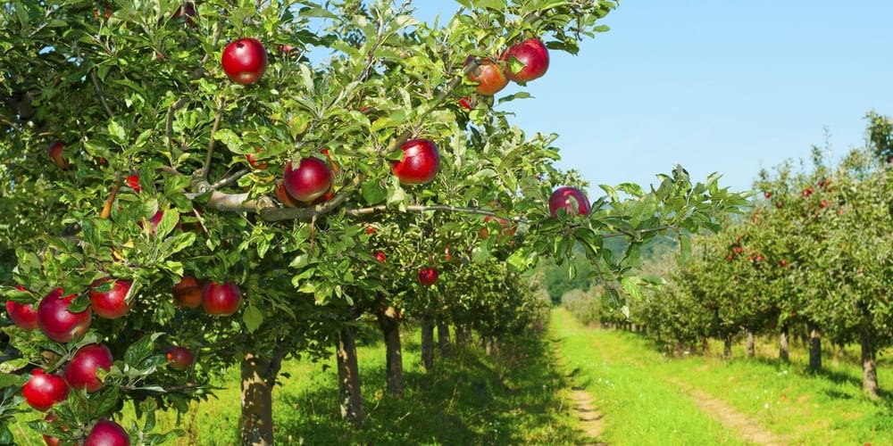 В Кыргызстане предложили развивать сады на малопродуктивных землях изображение публикации