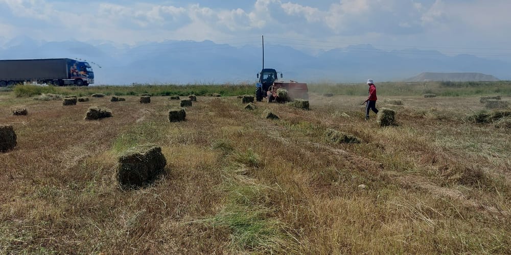 Осадки в Нарынской области снизили цену на сено — аграрии завершают заготовку кормов изображение публикации