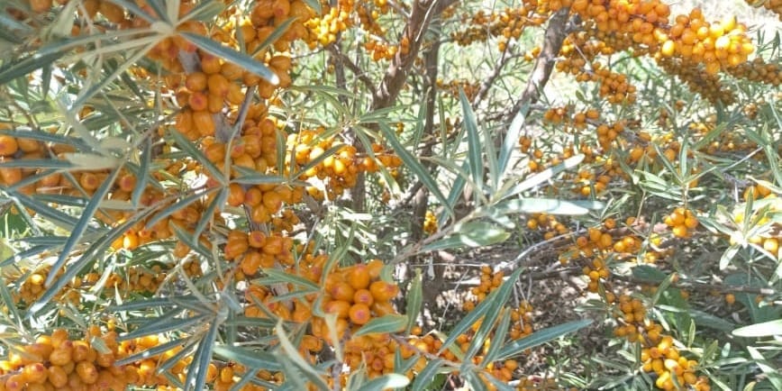В Боконбаево реализуют облепиху сорта «Алтай» без колючек — она подходит для промышленных плантаций изображение публикации