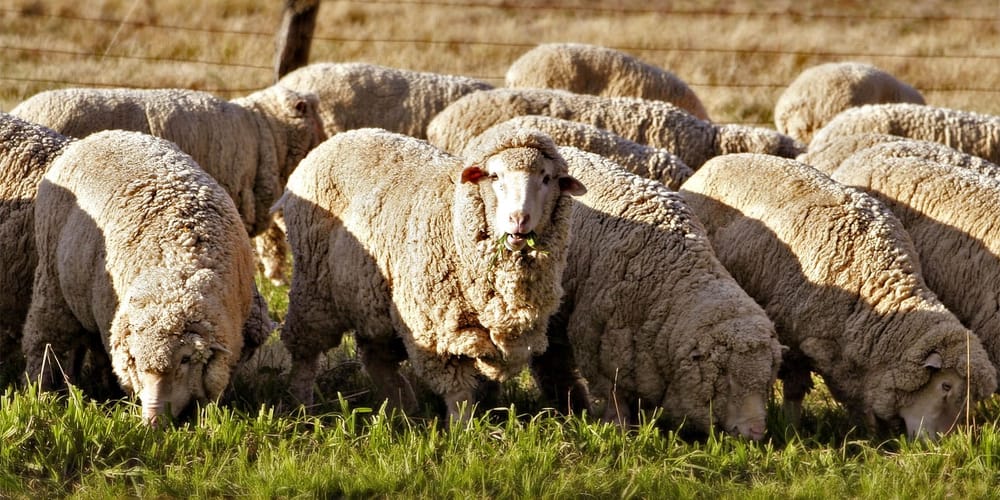 Племзавод «Лушихина» передал 150 ягнят породы меринос заводу «Кочкор» изображение публикации