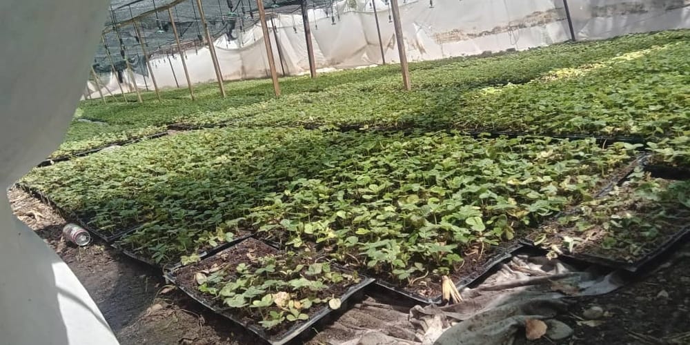 Логистический центр в Джалал-Абаде безвозмездно передаст фермерам 60 тысяч саженцев клубники изображение публикации