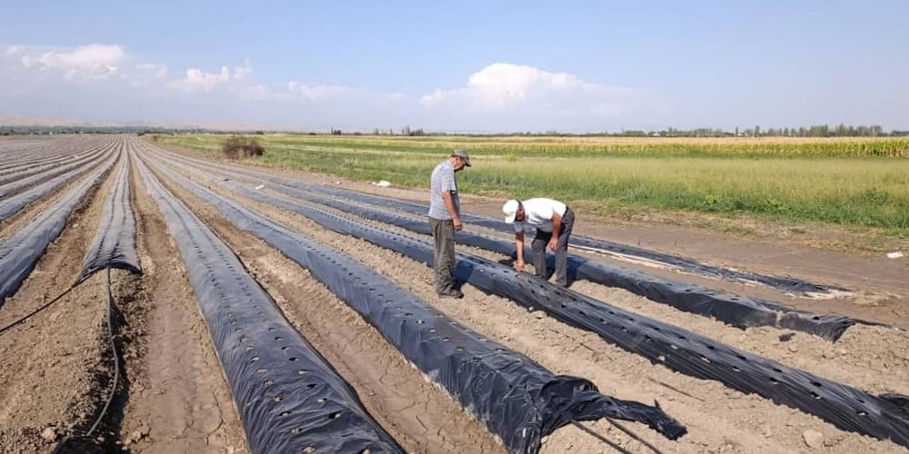 В Джалал-Абадской области высадят 700 тысяч саженцев клубники итальянских сортов изображение публикации