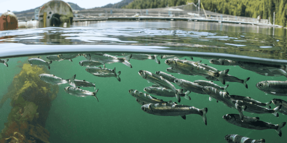 В Кыргызстане создают цифровой реестр рыбохозяйственных водоемов, рек и озер изображение публикации