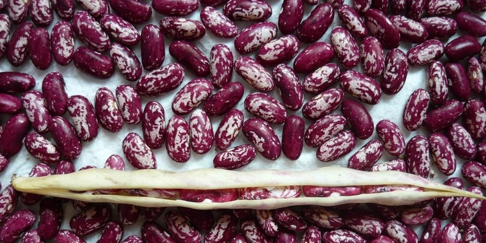 Таласская фасоль сорта «Нирвана» экспортируется более чем в 30 стран изображение публикации