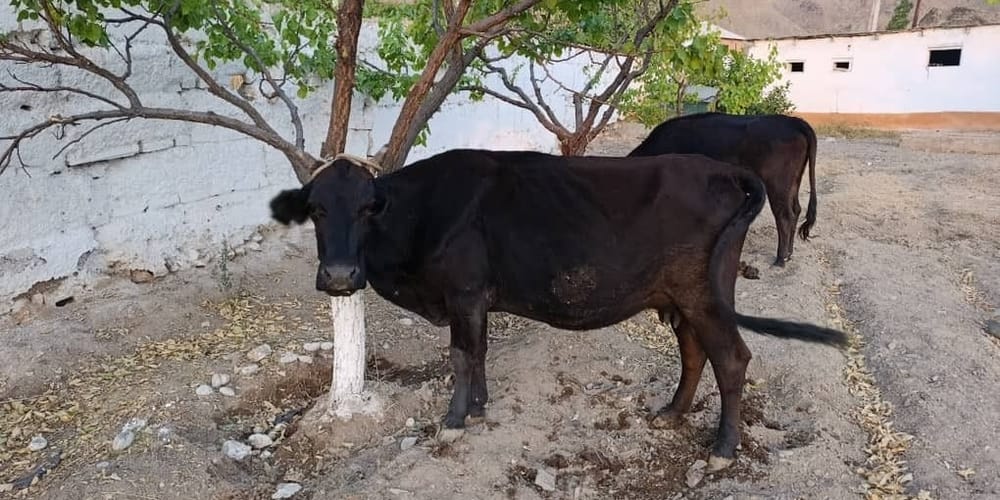 В Баткенской области пограничники пресекли четыре попытки контрабанды скота изображение публикации