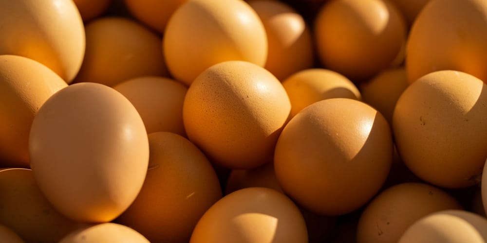 В Базар-Коргоне открыта птицефабрика стоимостью 185 млн сомов изображение публикации