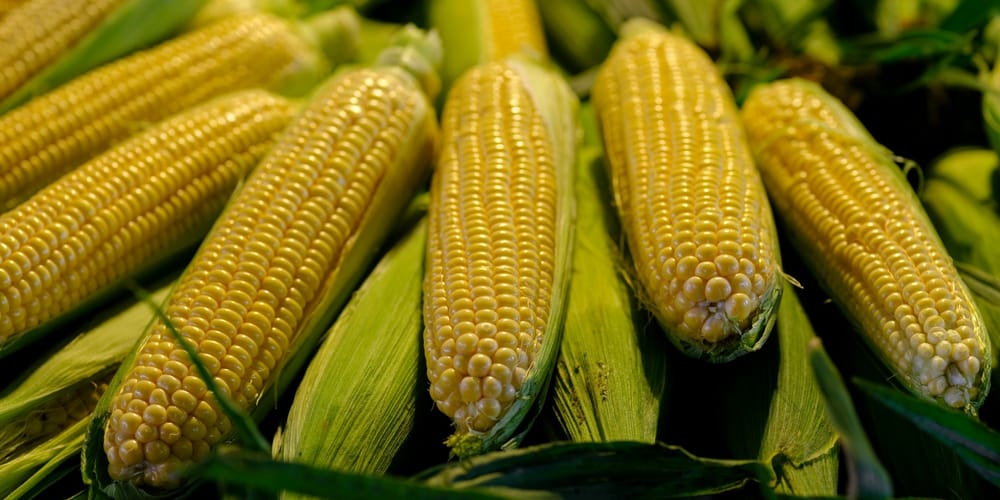 Минсельхоз КР призвал аграриев к расширению посевов кормовых культур изображение публикации