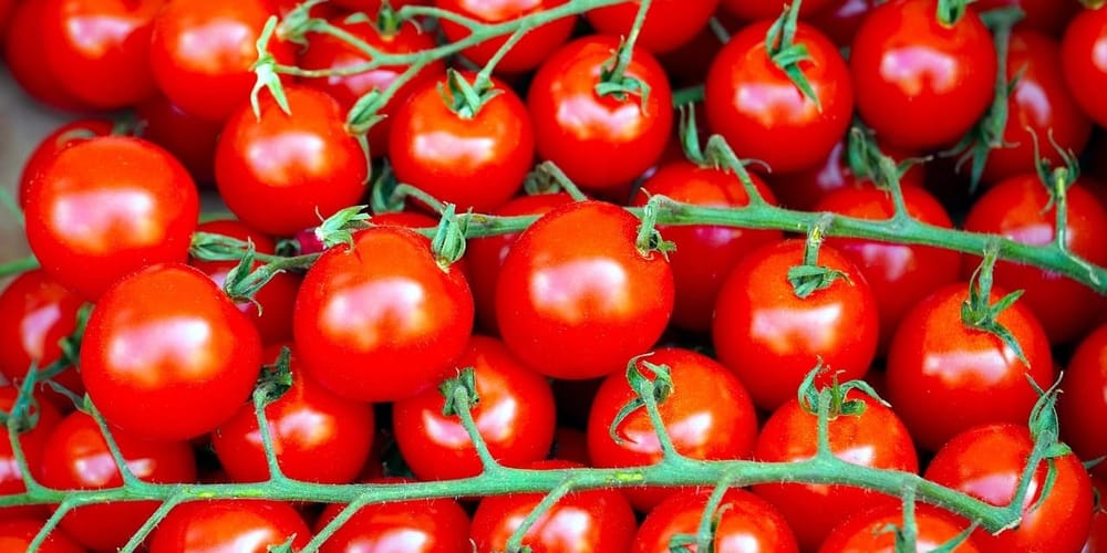 Кыргызстан побил мировой рекорд по урожайности томатов – Минсельхоз изображение публикации