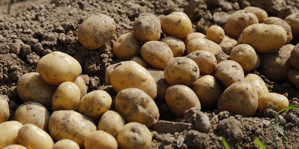 В Кыргызстане собрано более 381 тысячи тонн картофеля — средняя урожайность достигла 165 ц/га изображение публикации