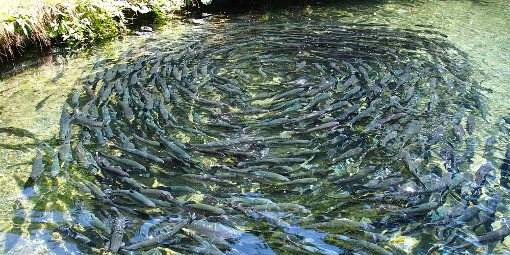 В Чуйской области 144 рыбных хозяйства используют земли гослесфонда без законных оснований изображение публикации