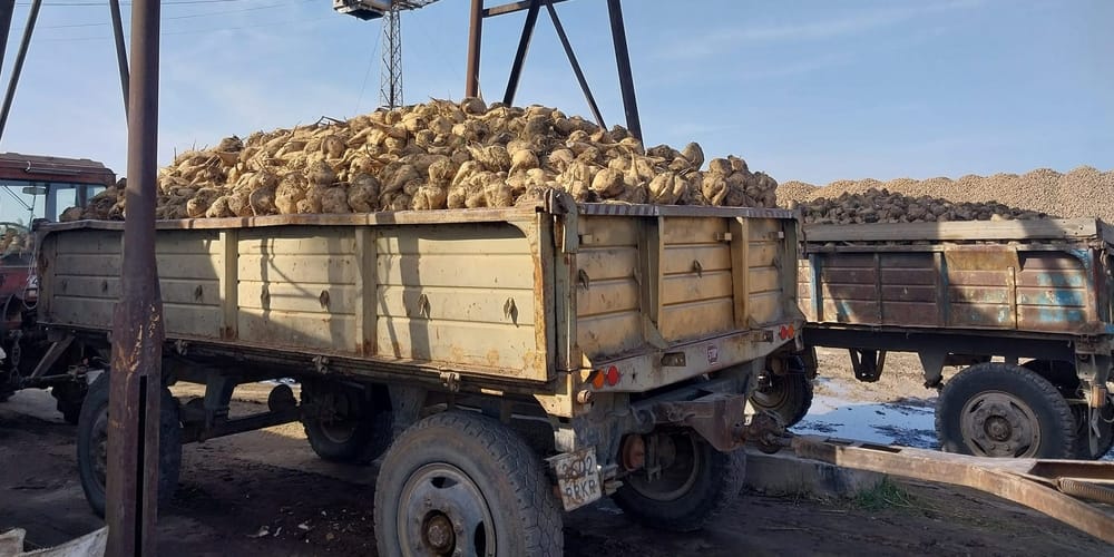 В Чуйской области трансформируют землю под строительство пункта приема сахарной свеклы изображение публикации
