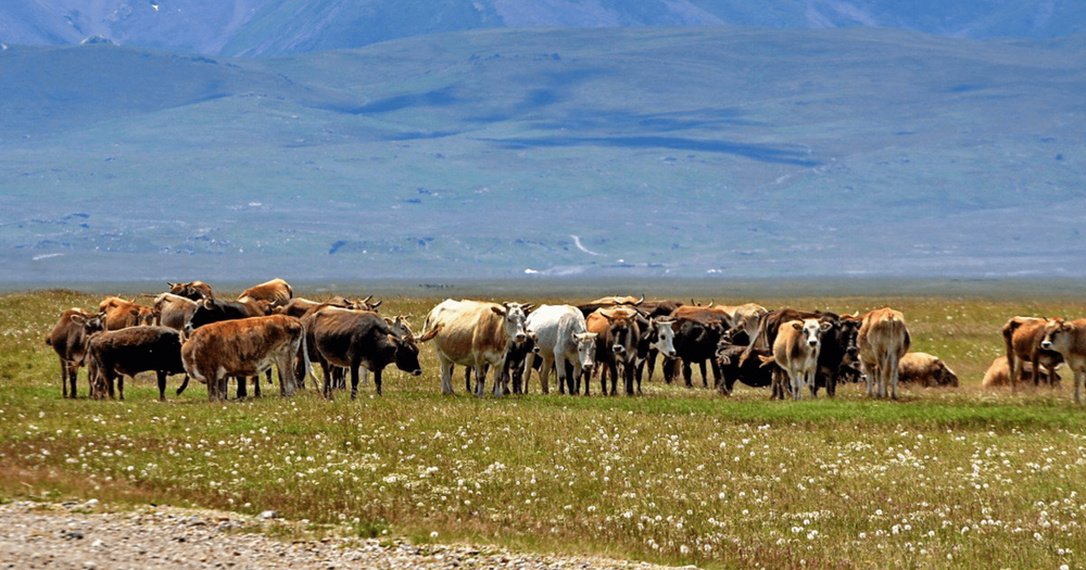 Более 7.2 тысячи фермеров КР получили 913 млн сомов льготных кредитов для поддержки молочного сектора изображение публикации