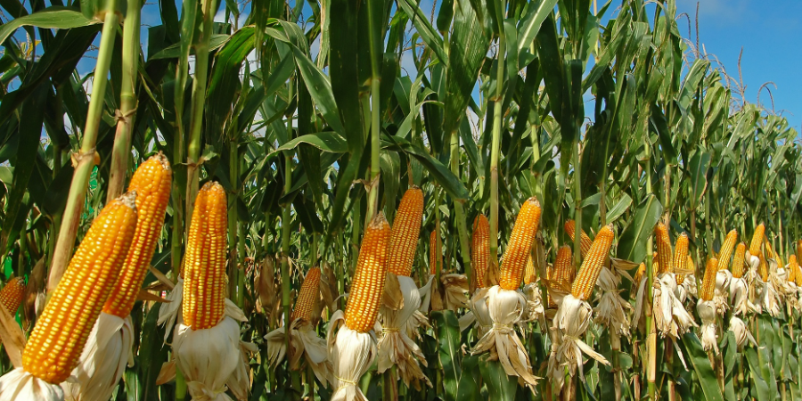 В Ак-Талинском районе расширяют посевы кукурузы: эксперимент признан удачным изображение публикации