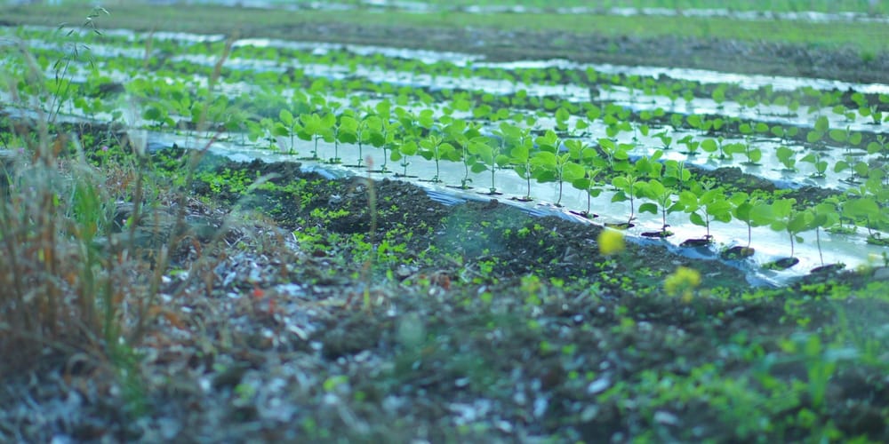 Из 100 млн сомов на семеноводство и питомники кредиты выдали всего на 2.85 млн — двум заемщикам изображение публикации