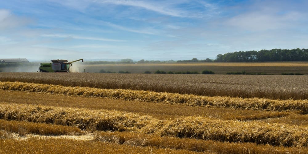 В Кыргызстане собрано более 1 миллиона тонн зерновых культур изображение публикации