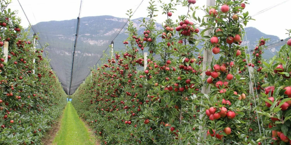 Как начать интенсивное садоводство? Советы Минсельхоза изображение публикации