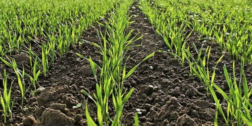 Минсельхоз призывает фермеров Кыргызстана активнее сеять озимую пшеницу изображение публикации