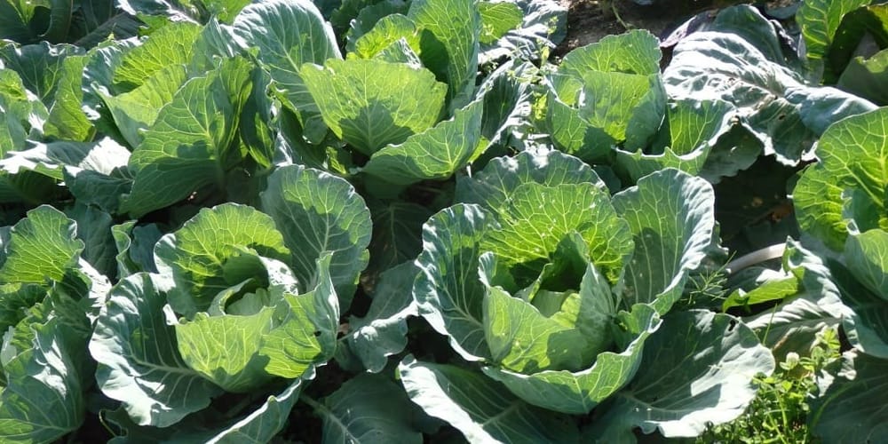 Более 11 тысяч тонн капусты собрали в Аламудунском районе — урожай идет на внутренний рынок изображение публикации