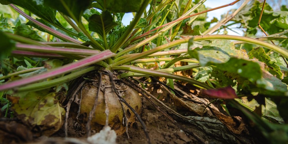 В Кыргызстане соберут порядка 550 тысяч тонн сахарной свеклы изображение публикации