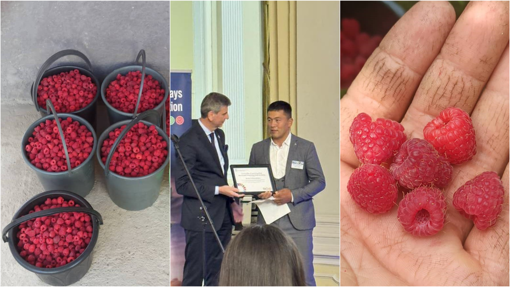 Из банка — в поле: как кыргызстанец построил бизнес на малине, рассказал Минсельхоз изображение публикации