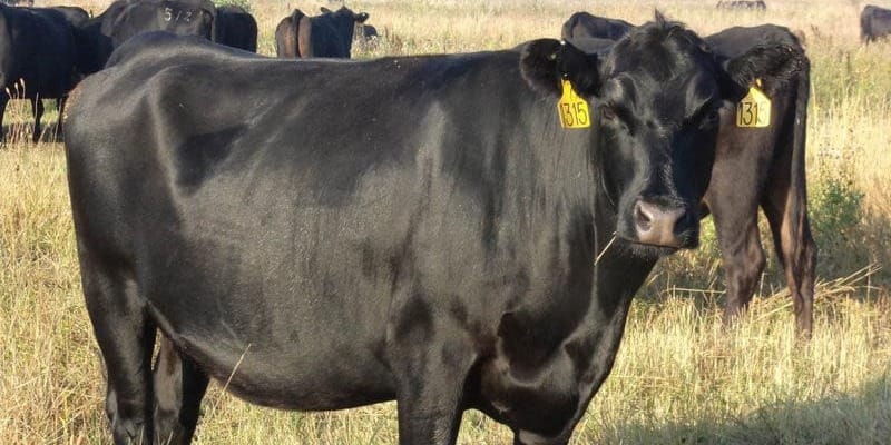 Для развития сельского хозяйства фермерам выдают льготные кредиты под 3% годовых изображение публикации