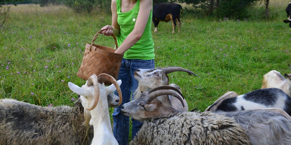 Сельхозперепись стартует 20 октября — она обойдется бюджету КР в 278 млн сомов изображение публикации