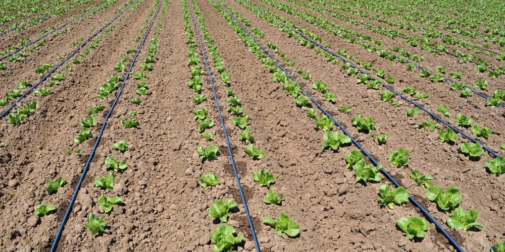 В Кызыл-Туу перешли на капельное орошение — фермеры смогут экономить воду и электричество изображение публикации