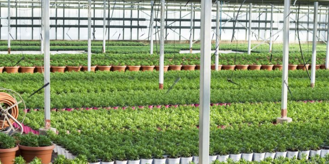 Семеноводство и питомники КР получили 3.15 млн сомов льготных кредитов изображение публикации